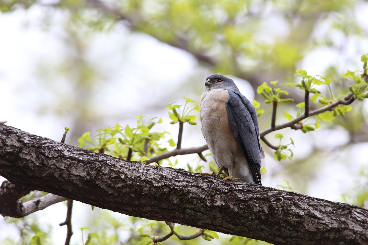 Canon EOS 6D + TAMRON SP 150-600mm F/5-6.3 Di VC USD (A011)