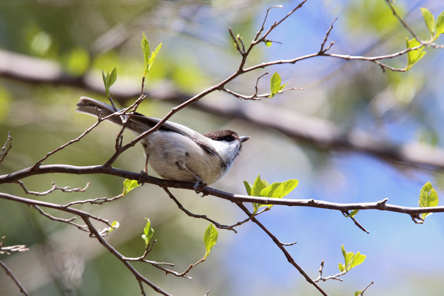 Canon EOS 6D + TAMRON SP 150-600mm F/5-6.3 Di VC USD (A011)