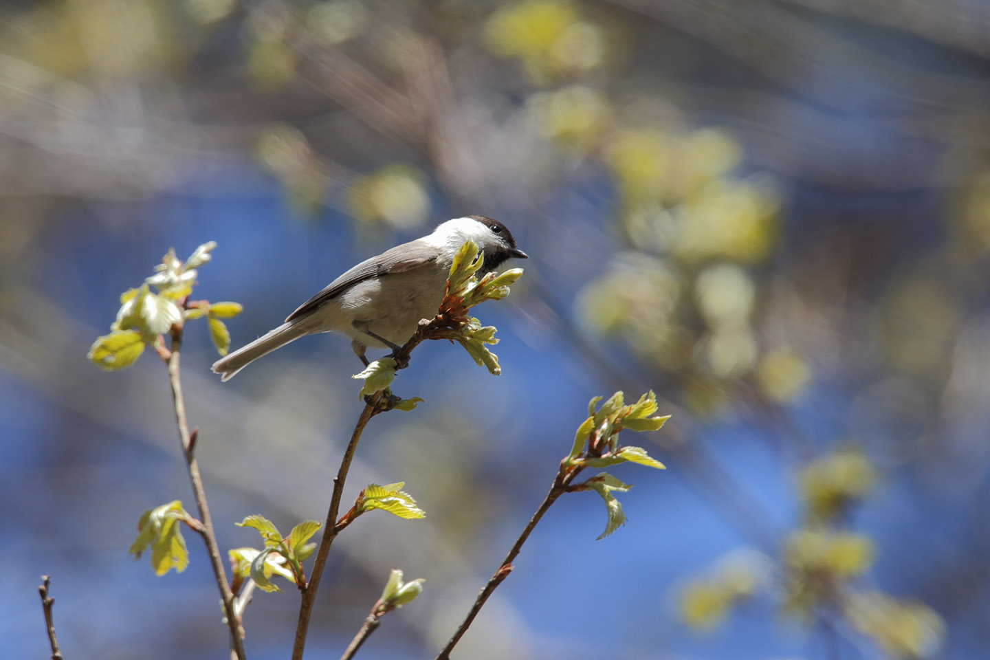 Canon EOS 6D + TAMRON SP 150-600mm F/5-6.3 Di VC USD (A011)