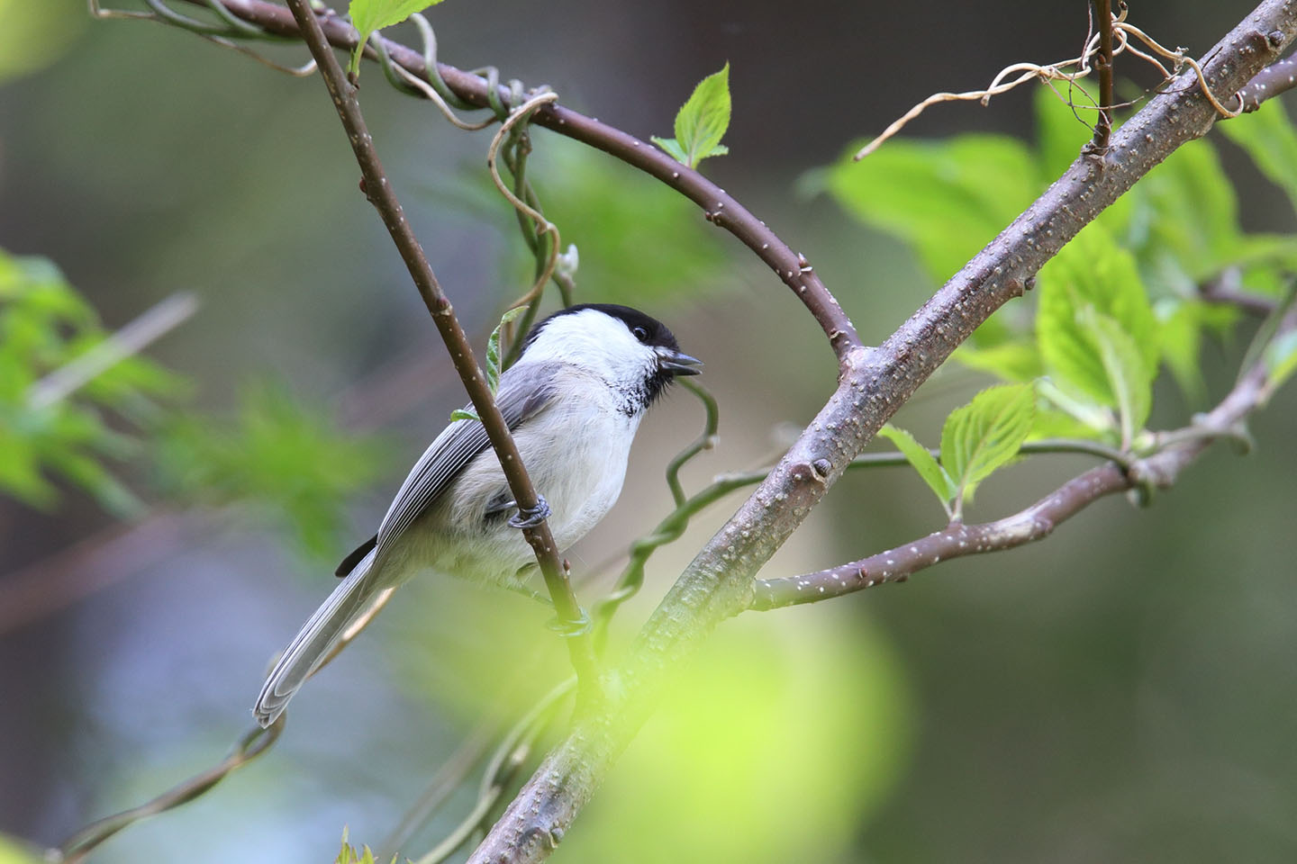 Canon EOS 6D + TAMRON SP 150-600mm F/5-6.3 Di VC USD (A011)