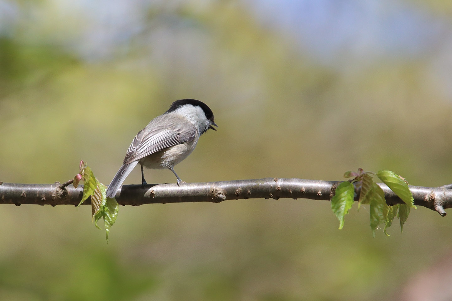 Canon EOS 6D + TAMRON SP 150-600mm F/5-6.3 Di VC USD (A011)