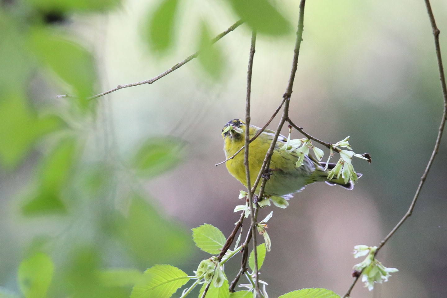 Canon EOS 6D + TAMRON SP 150-600mm F/5-6.3 Di VC USD (A011)