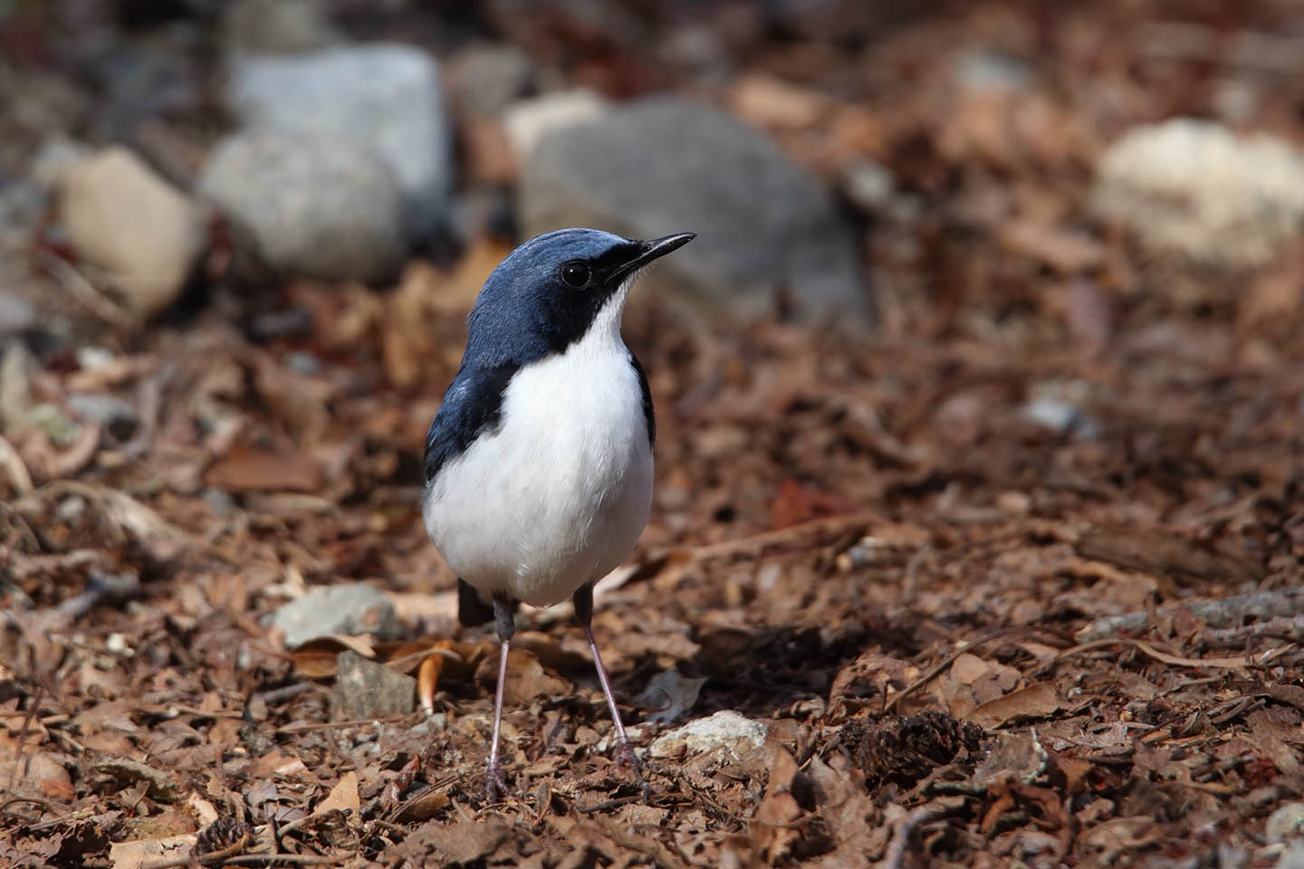 Canon EOS 6D + TAMRON SP 150-600mm F/5-6.3 Di VC USD (A011)