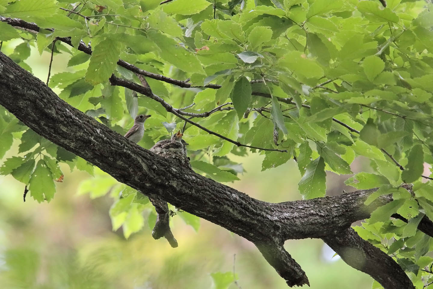 Canon EOS 6D + TAMRON SP 150-600mm F/5-6.3 Di VC USD (A011)