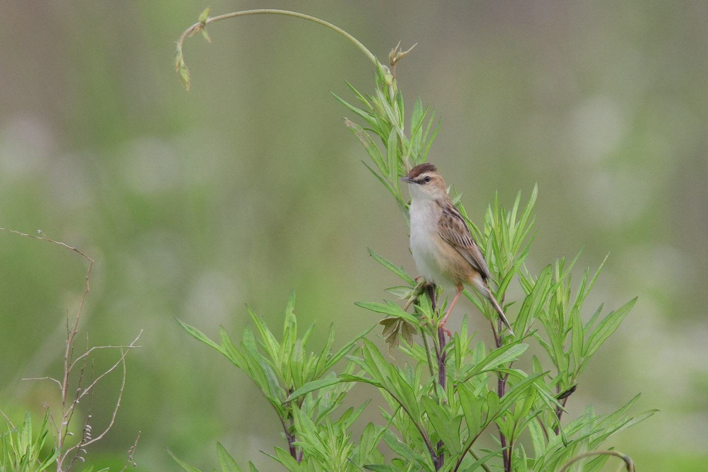 Canon EOS 60D + TAMRON SP 150-600mm F/5-6.3 Di VC USD (A011)