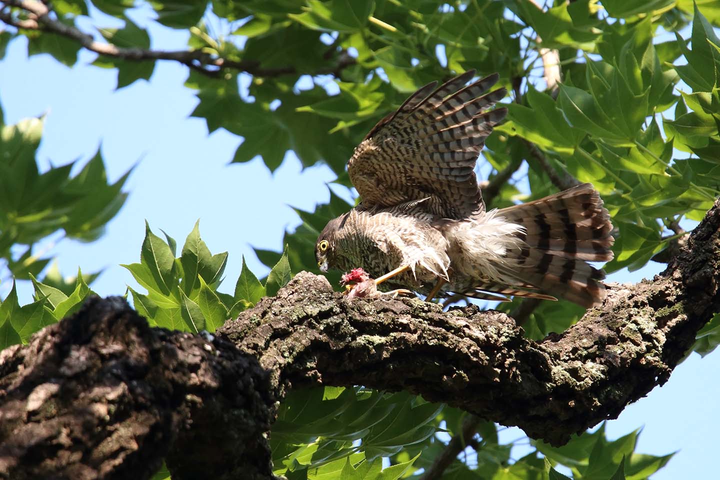 Canon EOS 6D + TAMRON SP 150-600mm F/5-6.3 Di VC USD (A011)