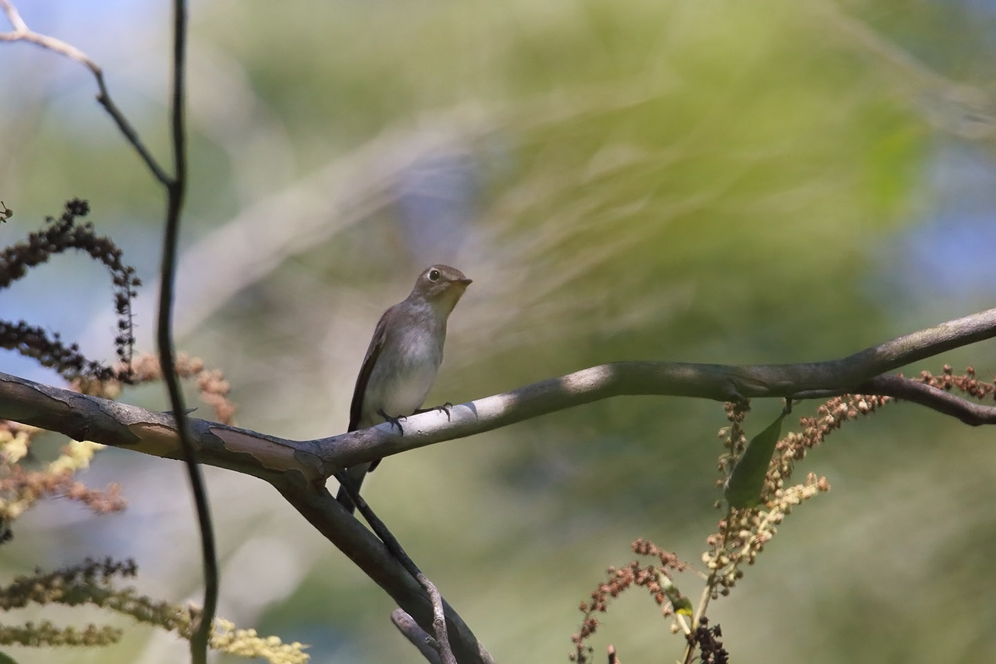 Canon EOS 6D + TAMRON SP 150-600mm F/5-6.3 Di VC USD (A011)