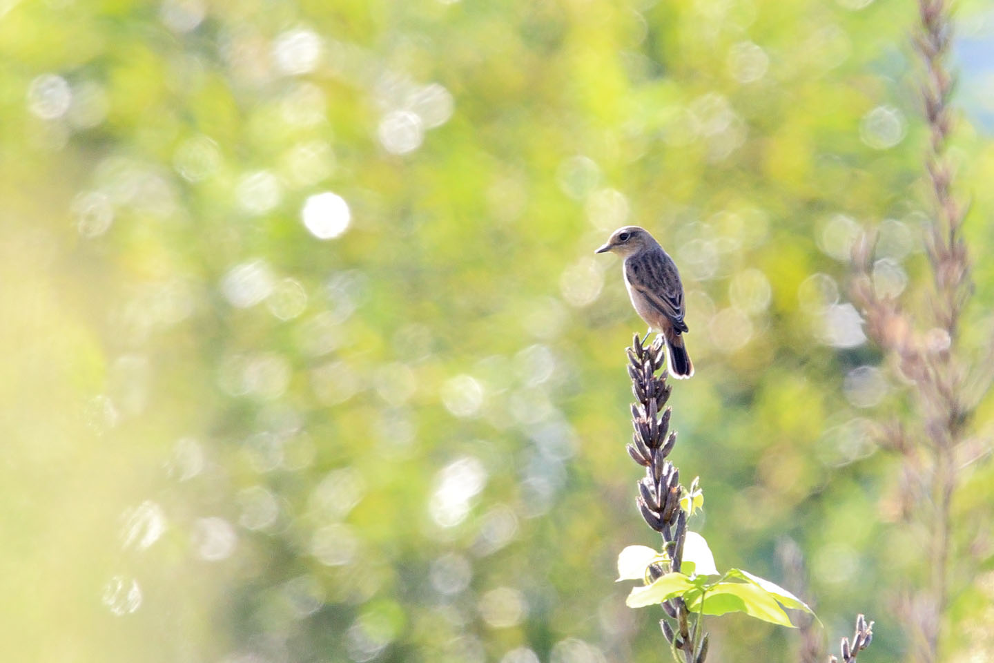 Canon EOS 6D + TAMRON SP 150-600mm F/5-6.3 Di VC USD (A011)