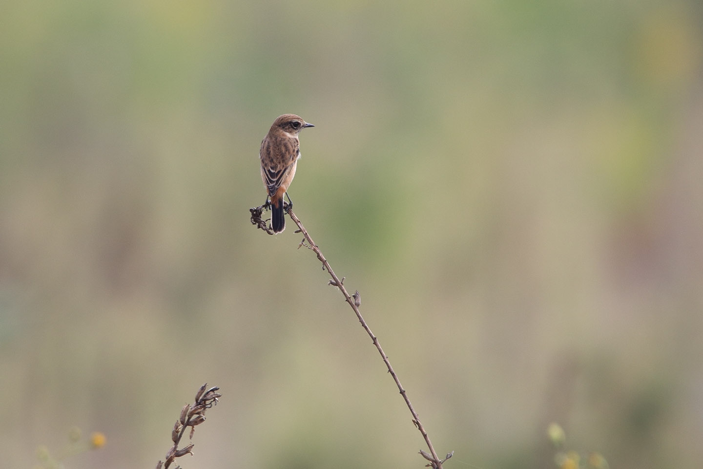 Canon EOS 6D + TAMRON SP 150-600mm F/5-6.3 Di VC USD (A011)