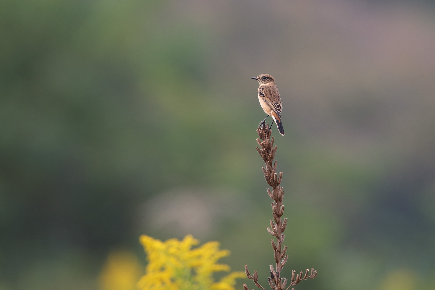 Canon EOS 6D + TAMRON SP 150-600mm F/5-6.3 Di VC USD (A011)