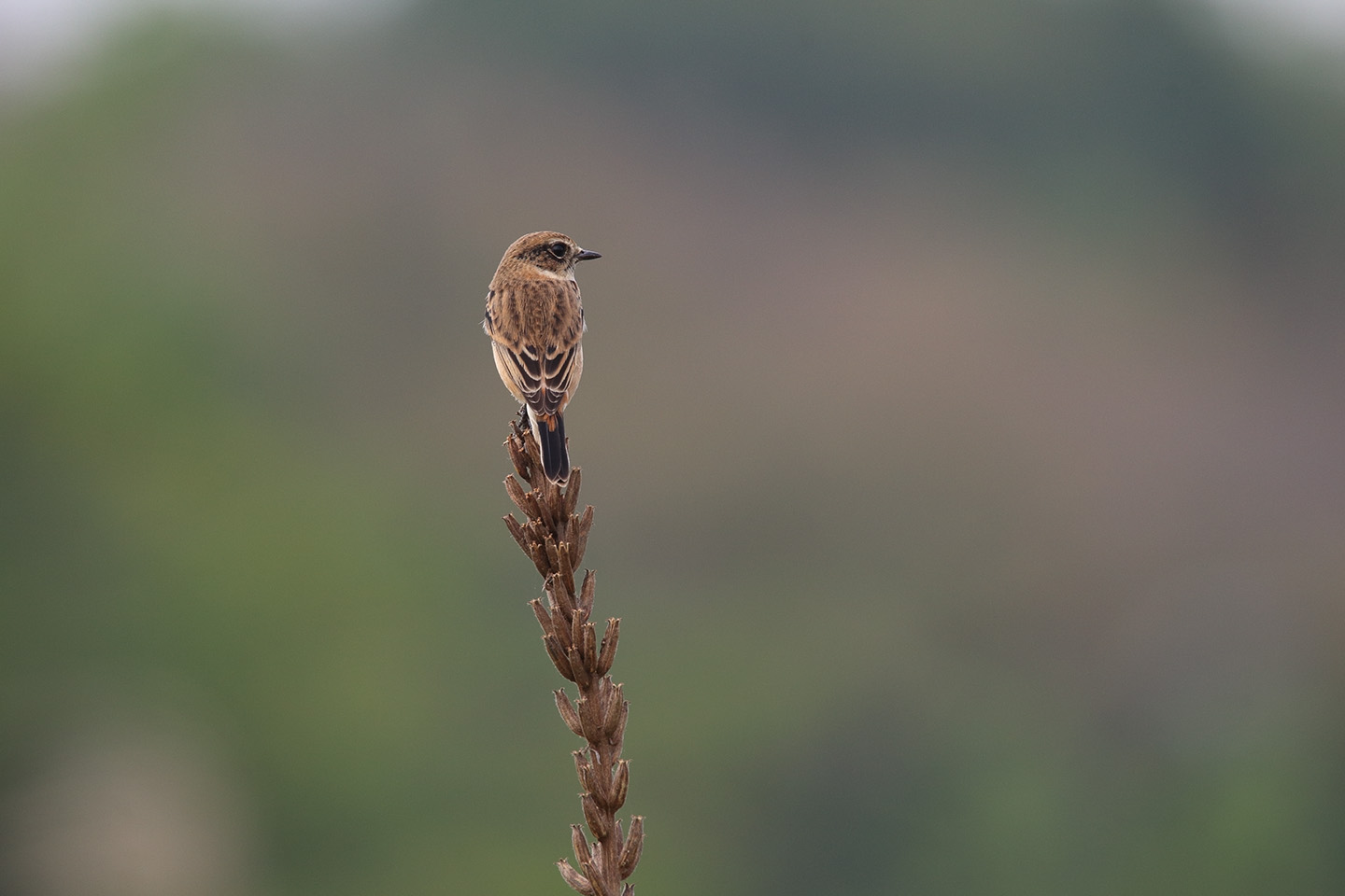 Canon EOS 6D + TAMRON SP 150-600mm F/5-6.3 Di VC USD (A011)