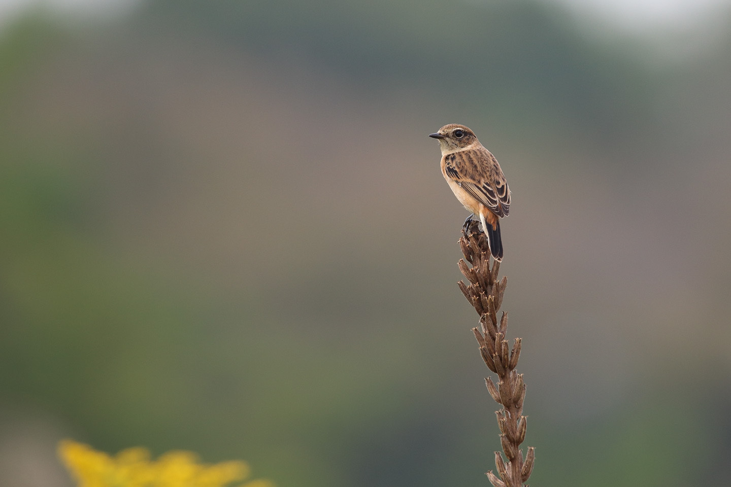 Canon EOS 6D + TAMRON SP 150-600mm F/5-6.3 Di VC USD (A011)