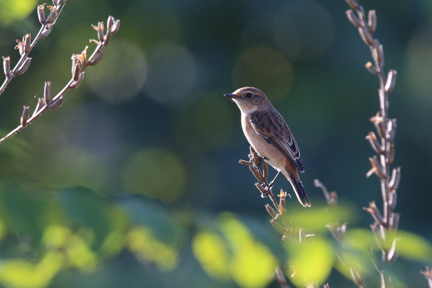 Canon EOS 6D + TAMRON SP 150-600mm F/5-6.3 Di VC USD (A011)