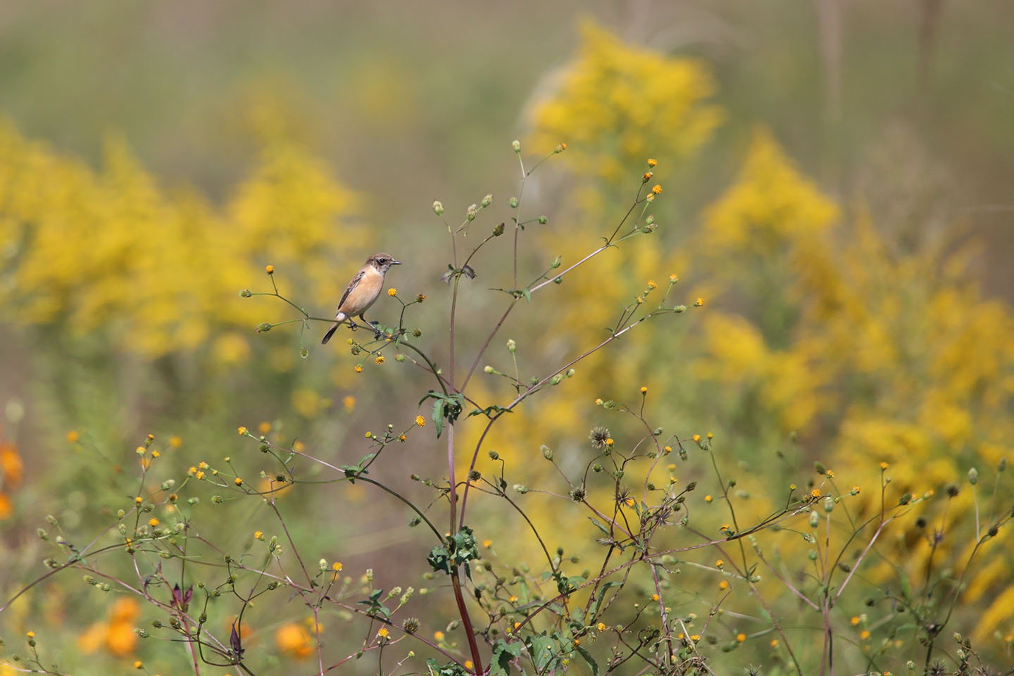 Canon EOS 6D + TAMRON SP 150-600mm F/5-6.3 Di VC USD (A011)