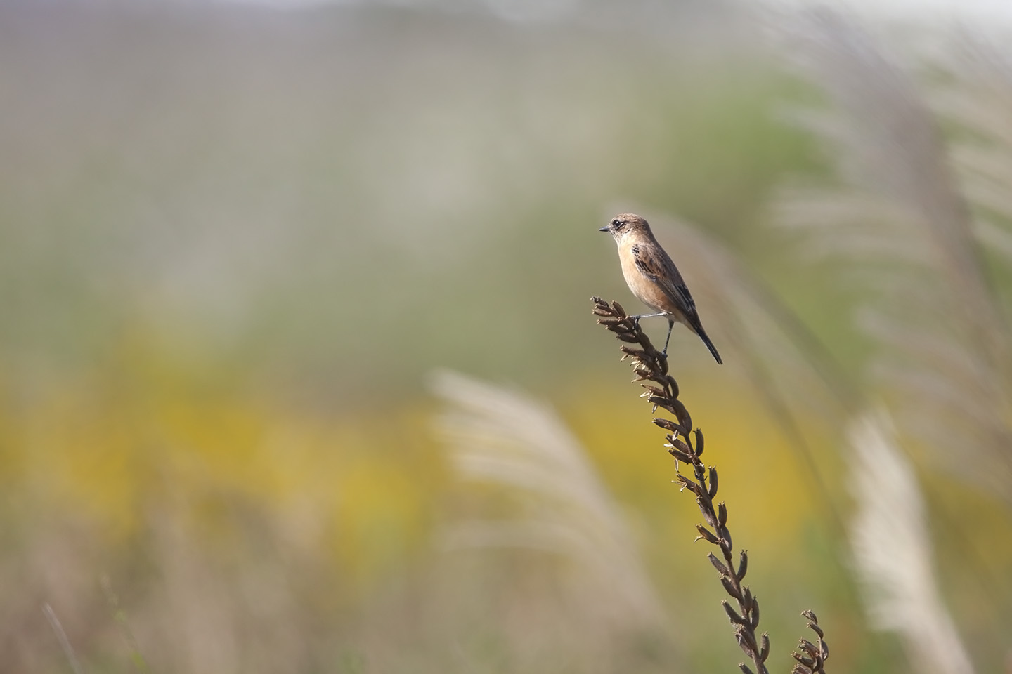 Canon EOS 6D + TAMRON SP 150-600mm F/5-6.3 Di VC USD (A011)