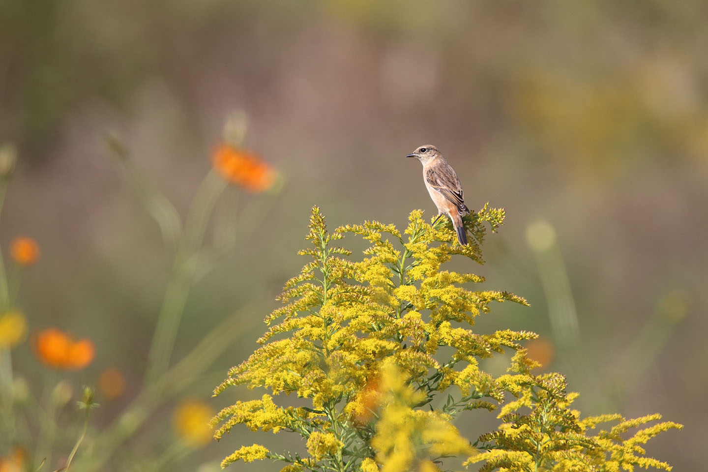 Canon EOS 6D + TAMRON SP 150-600mm F/5-6.3 Di VC USD (A011)