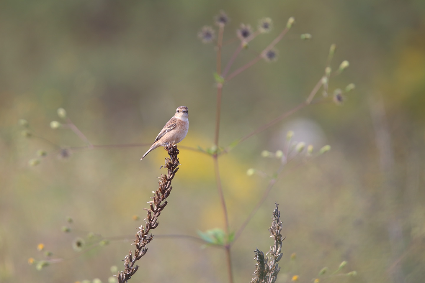 Canon EOS 6D + TAMRON SP 150-600mm F/5-6.3 Di VC USD (A011)