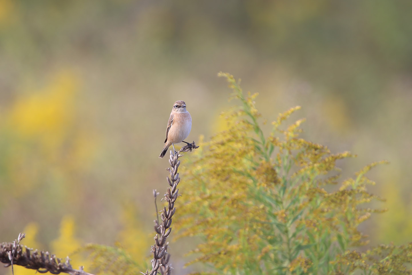 Canon EOS 6D + TAMRON SP 150-600mm F/5-6.3 Di VC USD (A011)