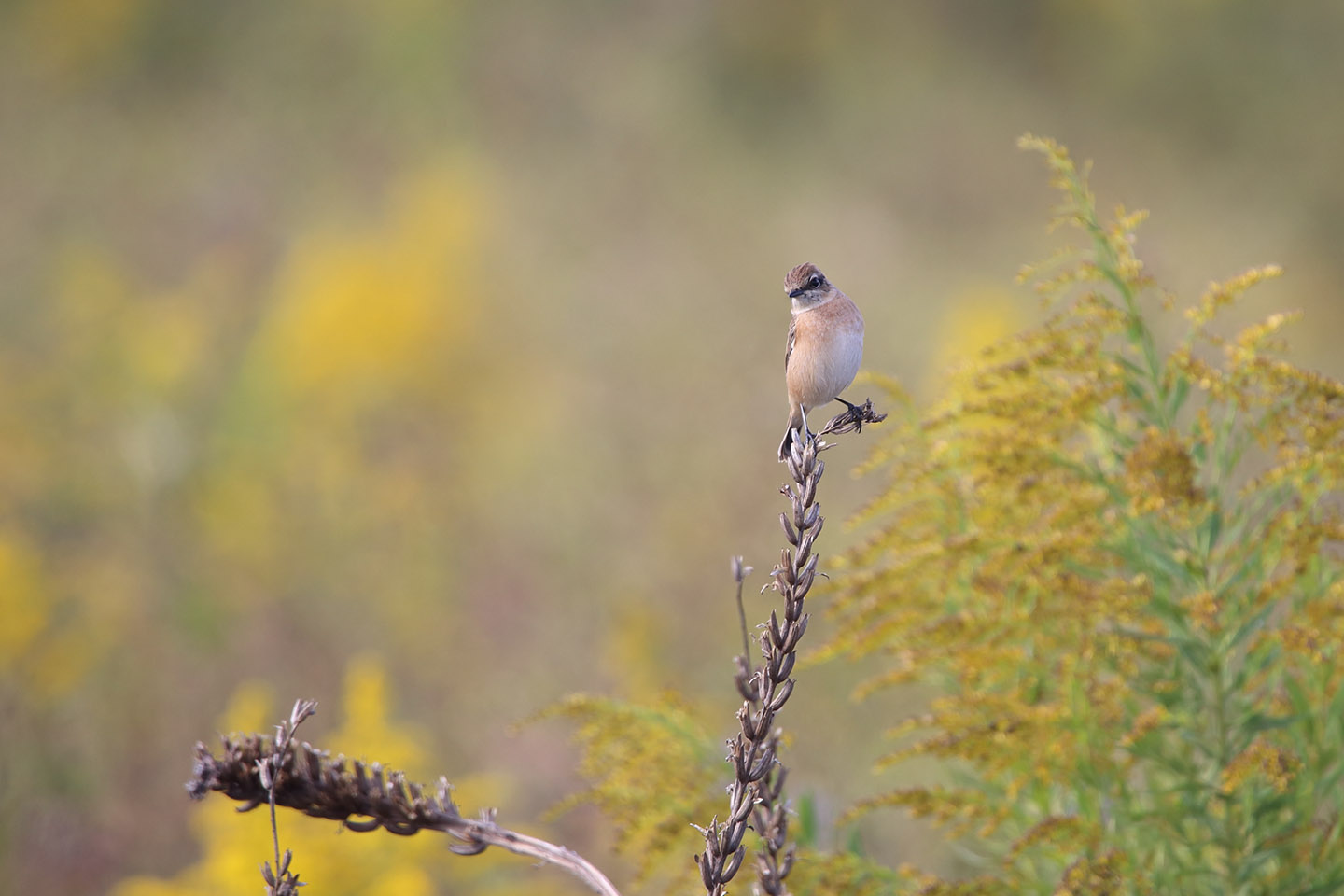 Canon EOS 6D + TAMRON SP 150-600mm F/5-6.3 Di VC USD (A011)