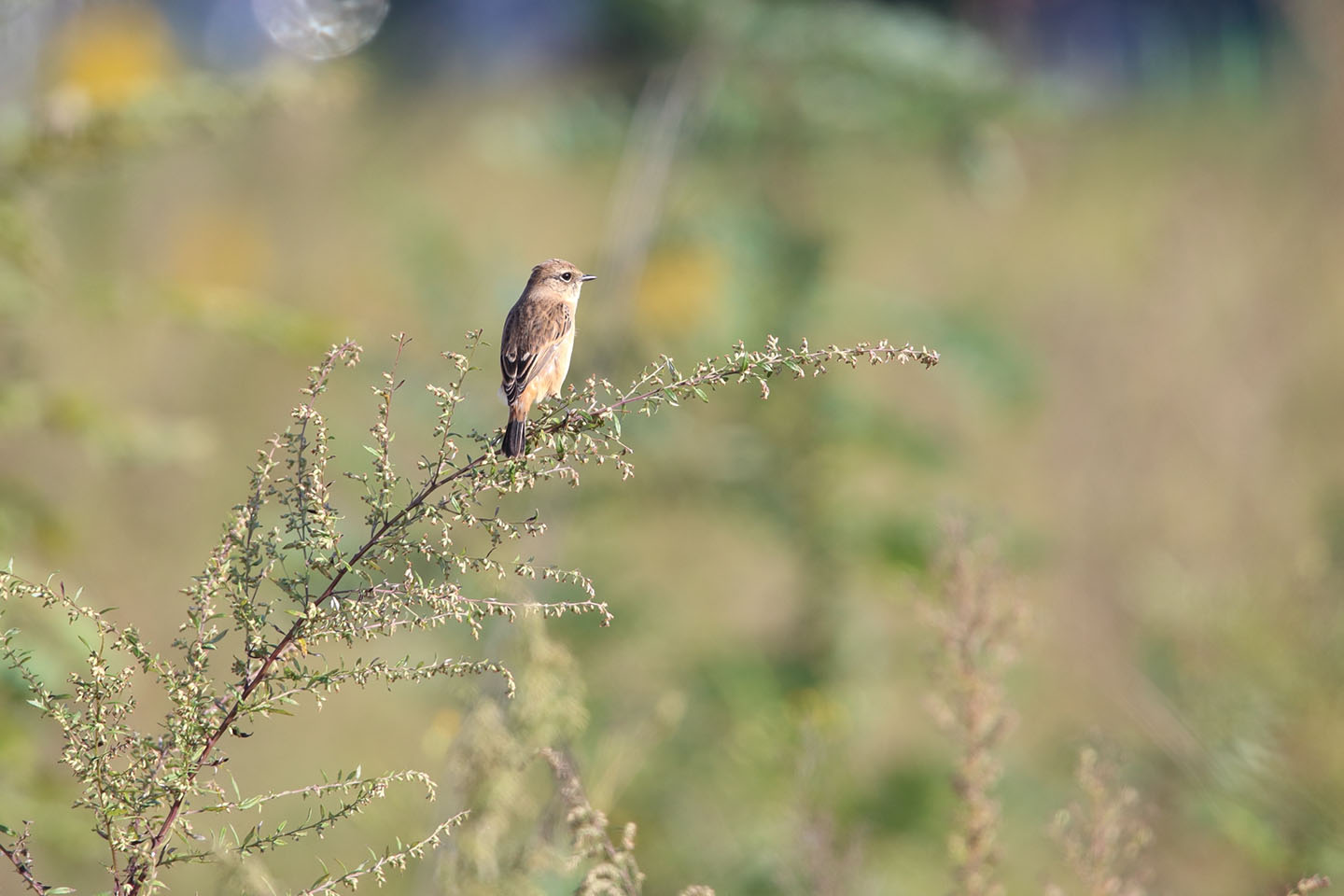 Canon EOS 6D + TAMRON SP 150-600mm F/5-6.3 Di VC USD (A011)