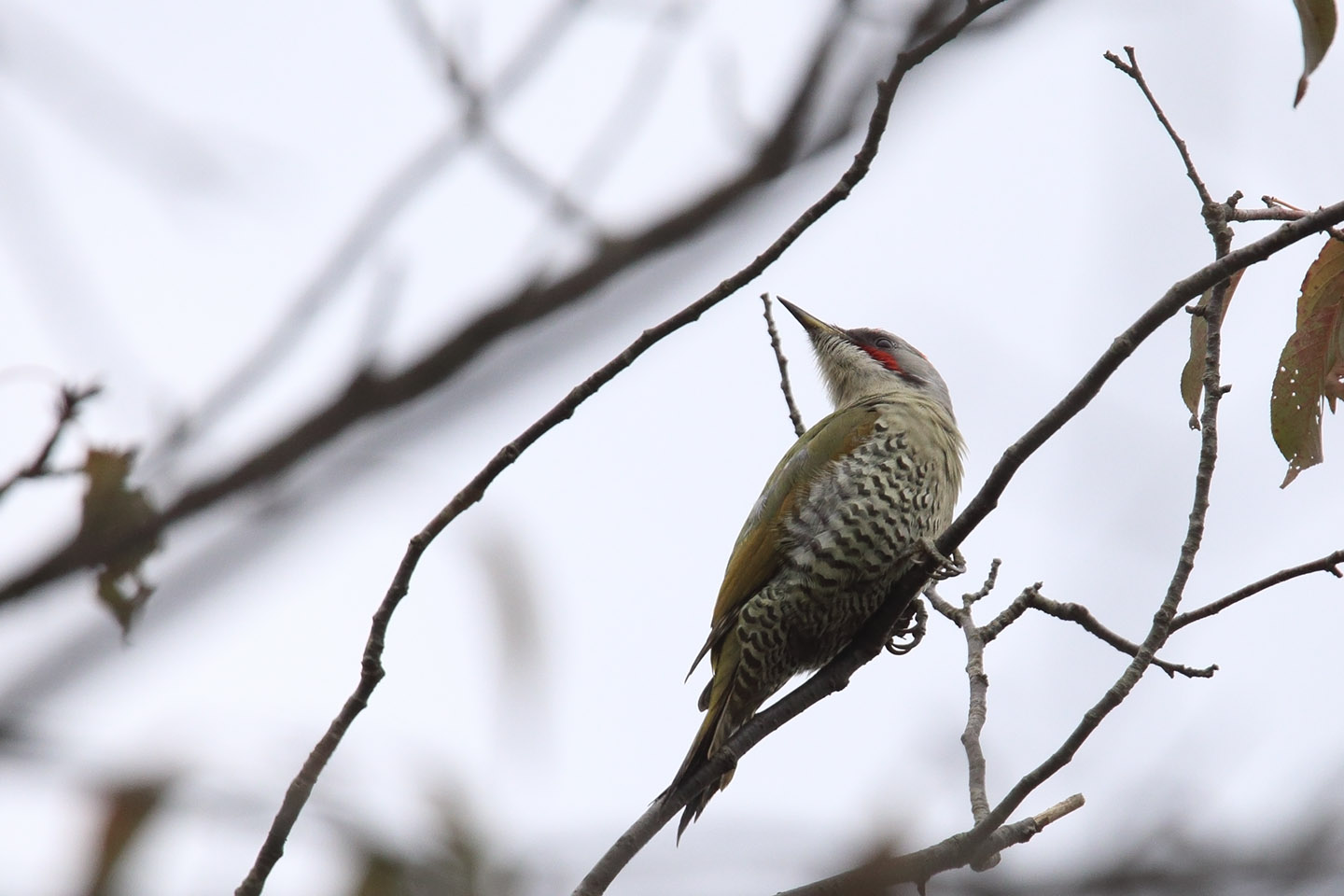 Canon EOS 6D + TAMRON SP 150-600mm F/5-6.3 Di VC USD (A011)