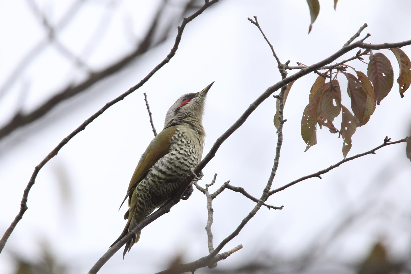 Canon EOS 6D + TAMRON SP 150-600mm F/5-6.3 Di VC USD (A011)