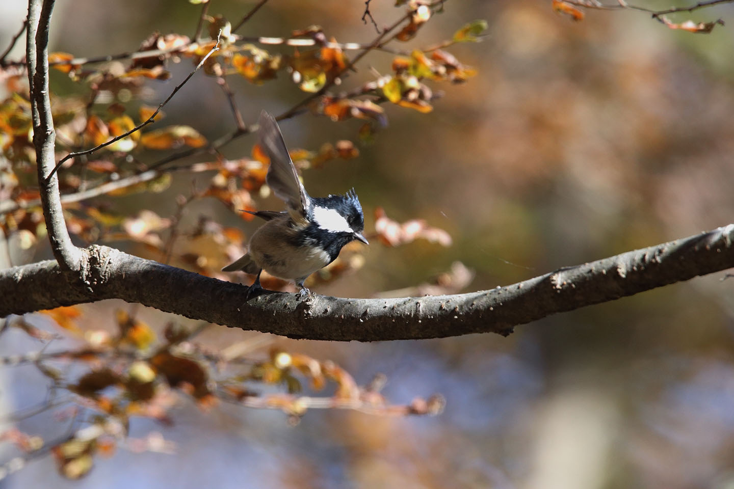 Canon EOS 6D + TAMRON SP 150-600mm F/5-6.3 Di VC USD (A011)