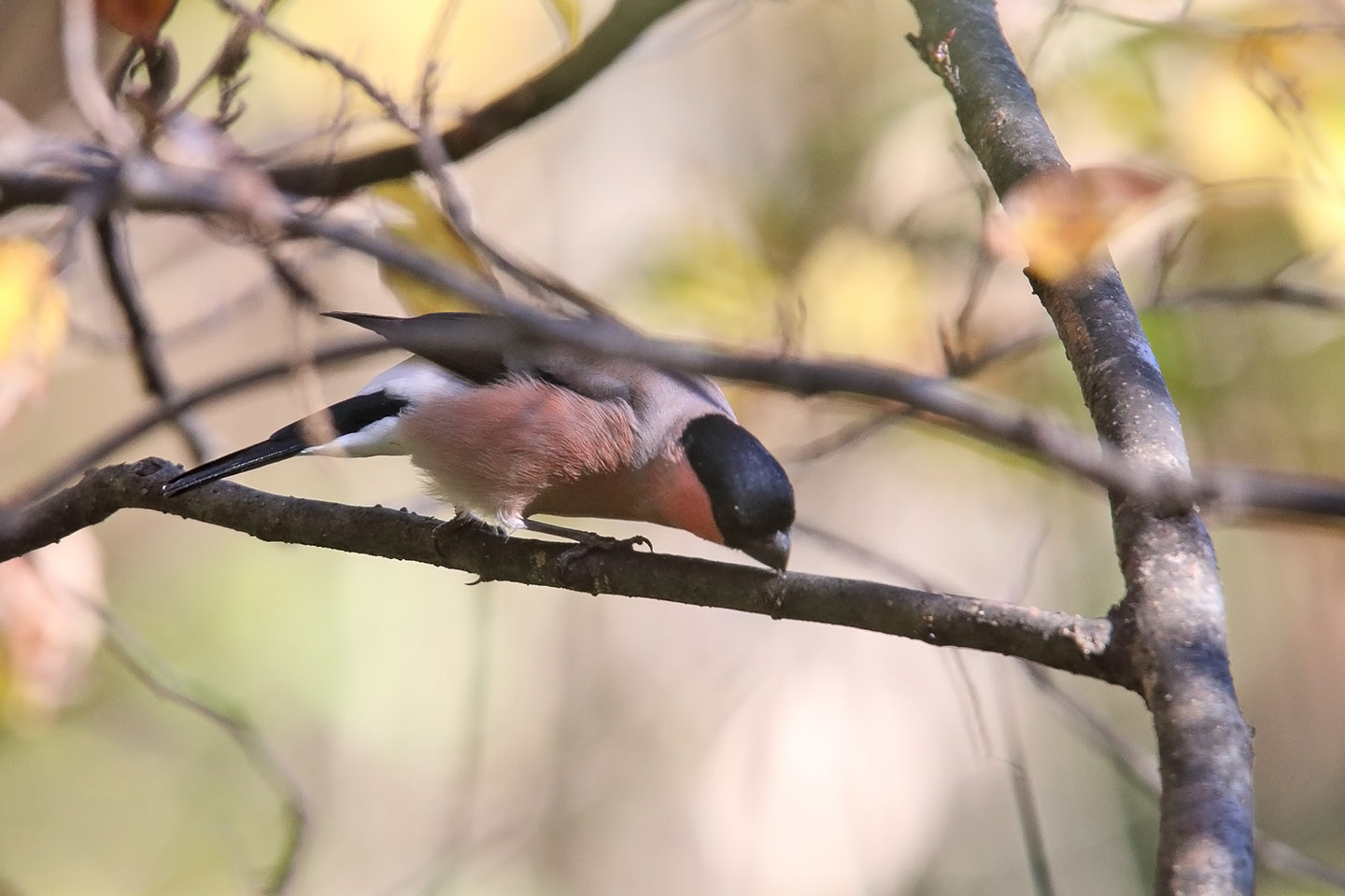 Canon EOS 6D + TAMRON SP 150-600mm F/5-6.3 Di VC USD (A011)