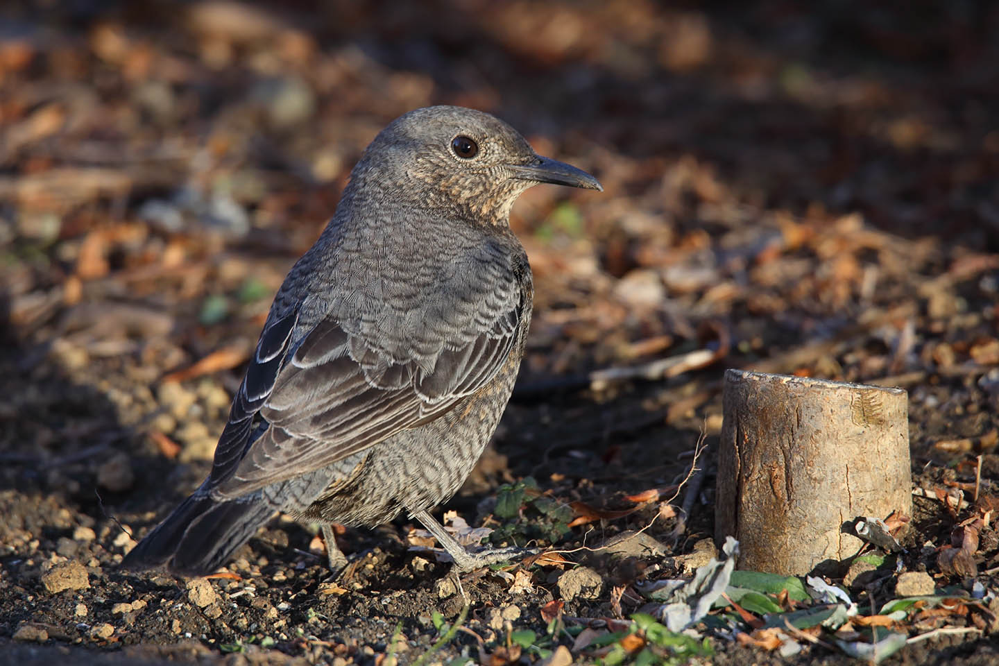 Canon EOS 6D + TAMRON SP 150-600mm F/5-6.3 Di VC USD (A011)