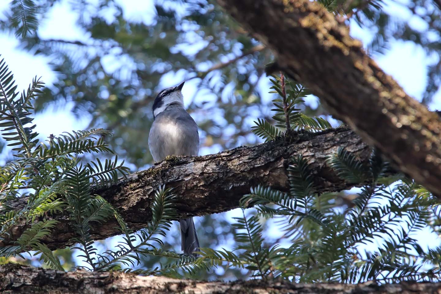 Canon EOS 6D + TAMRON SP 150-600mm F/5-6.3 Di VC USD (A011)