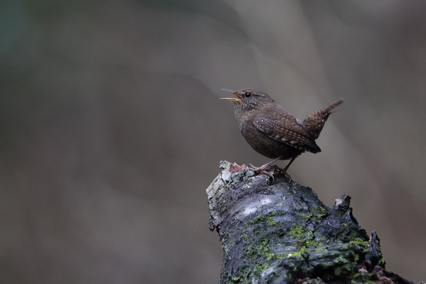 Canon EOS 6D + TAMRON SP 150-600mm F/5-6.3 Di VC USD (A011)