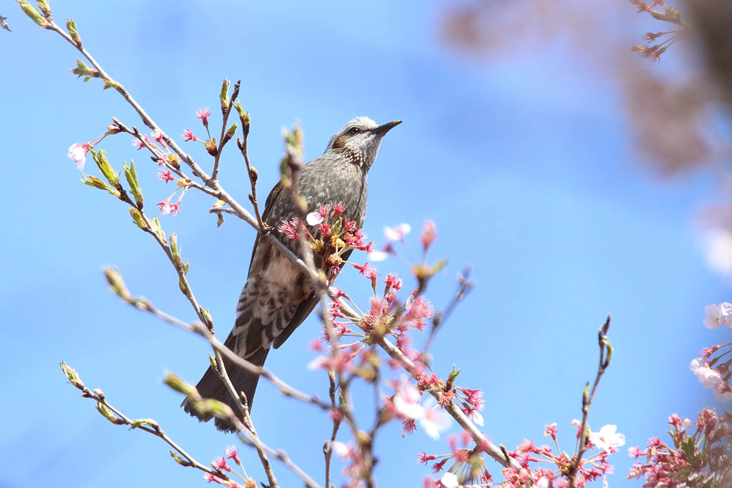 Canon EOS 6D + TAMRON SP 150-600mm F/5-6.3 Di VC USD (A011)