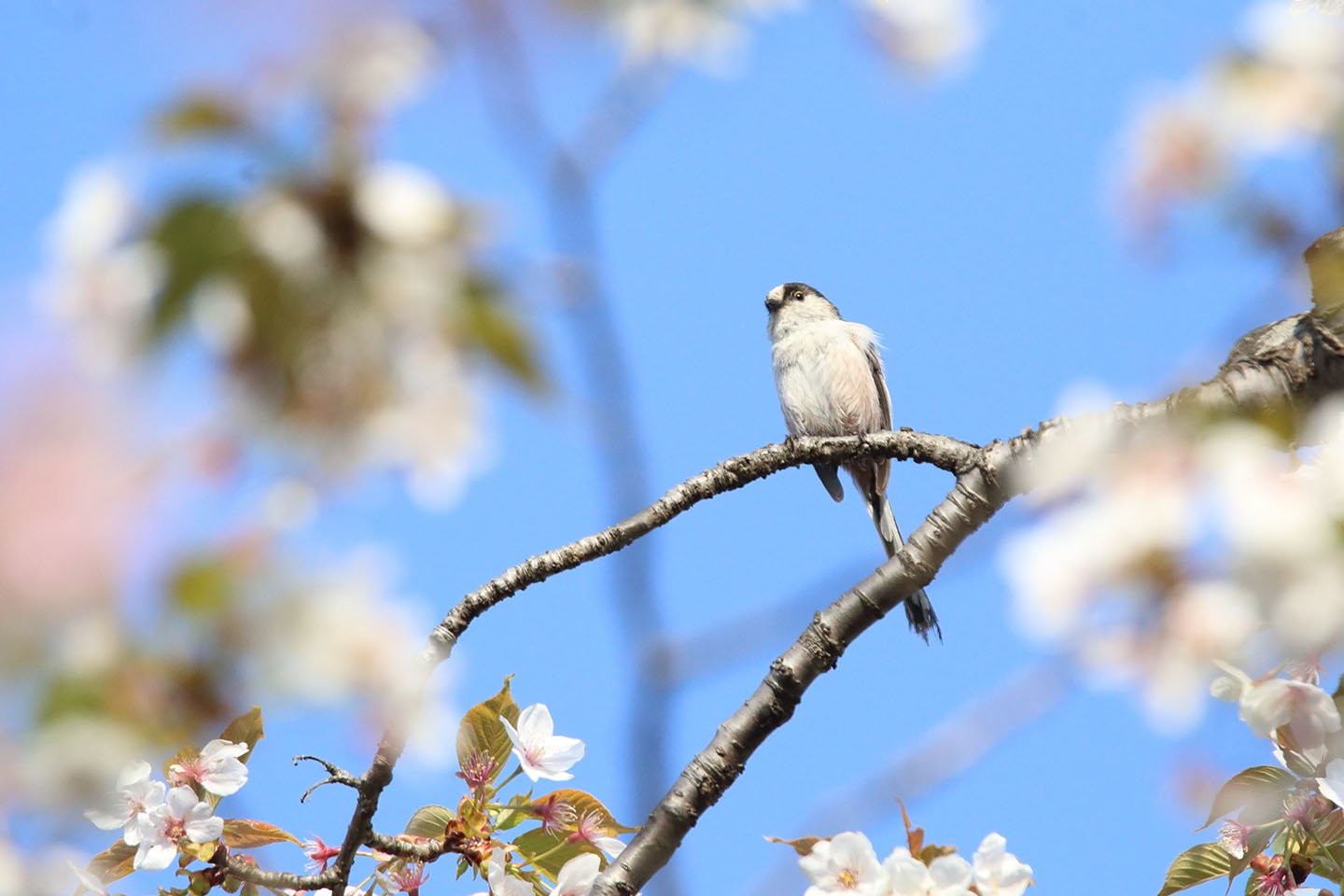 Canon EOS 6D + TAMRON SP 150-600mm F/5-6.3 Di VC USD (A011)