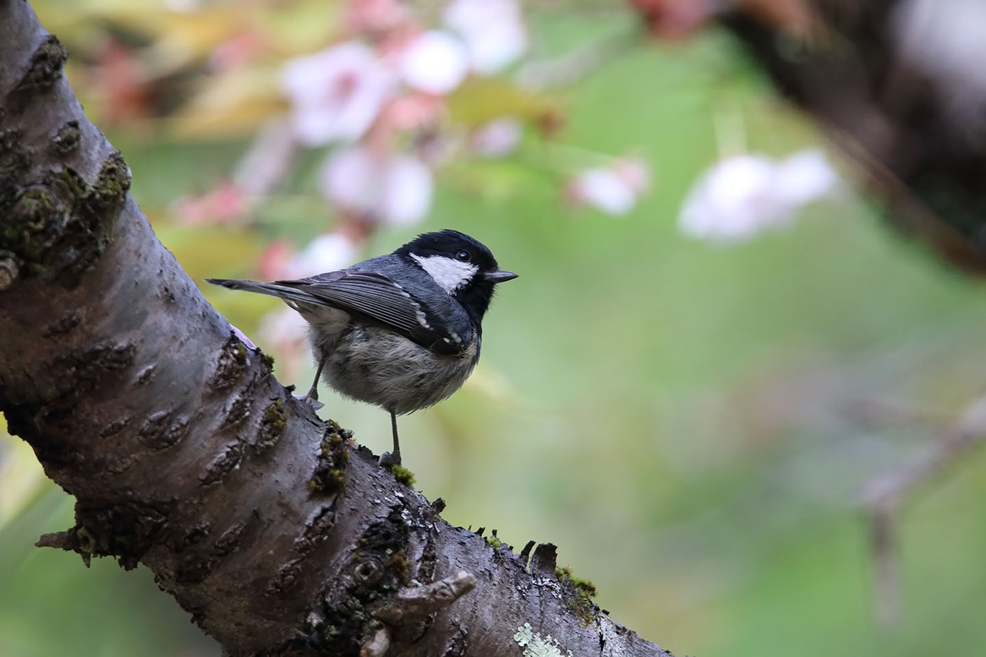 Canon EOS 6D + TAMRON SP 150-600mm F/5-6.3 Di VC USD (A011)