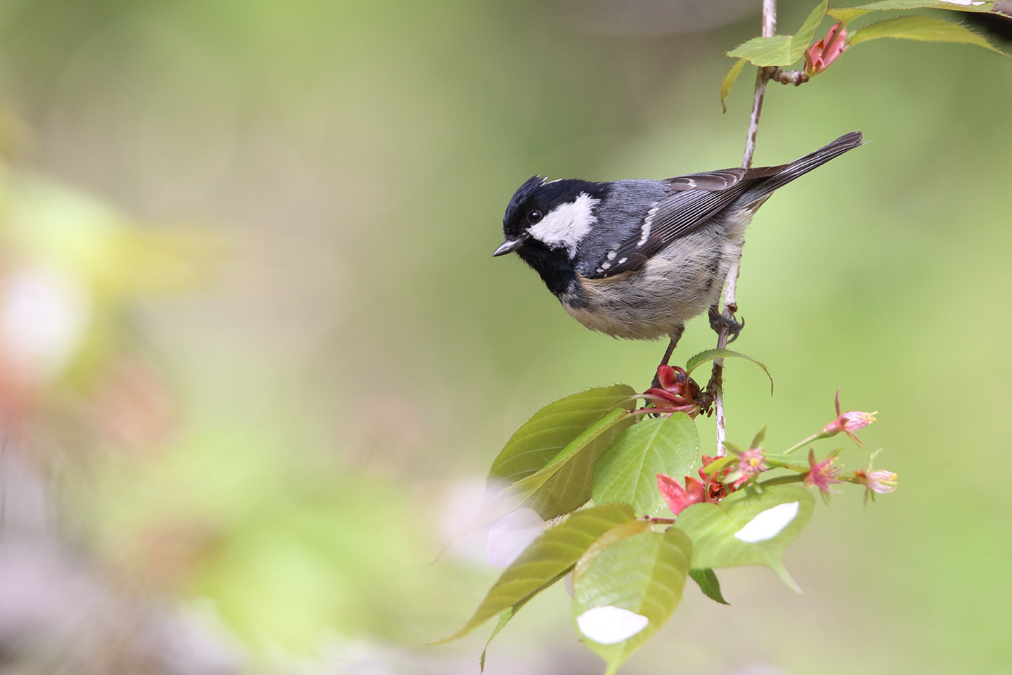 Canon EOS 6D + TAMRON SP 150-600mm F/5-6.3 Di VC USD (A011)