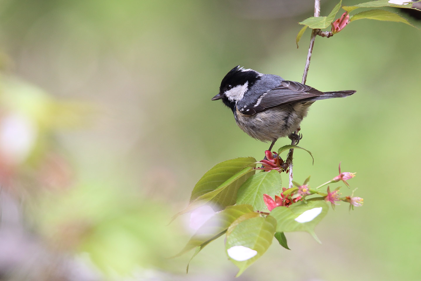 Canon EOS 6D + TAMRON SP 150-600mm F/5-6.3 Di VC USD (A011)