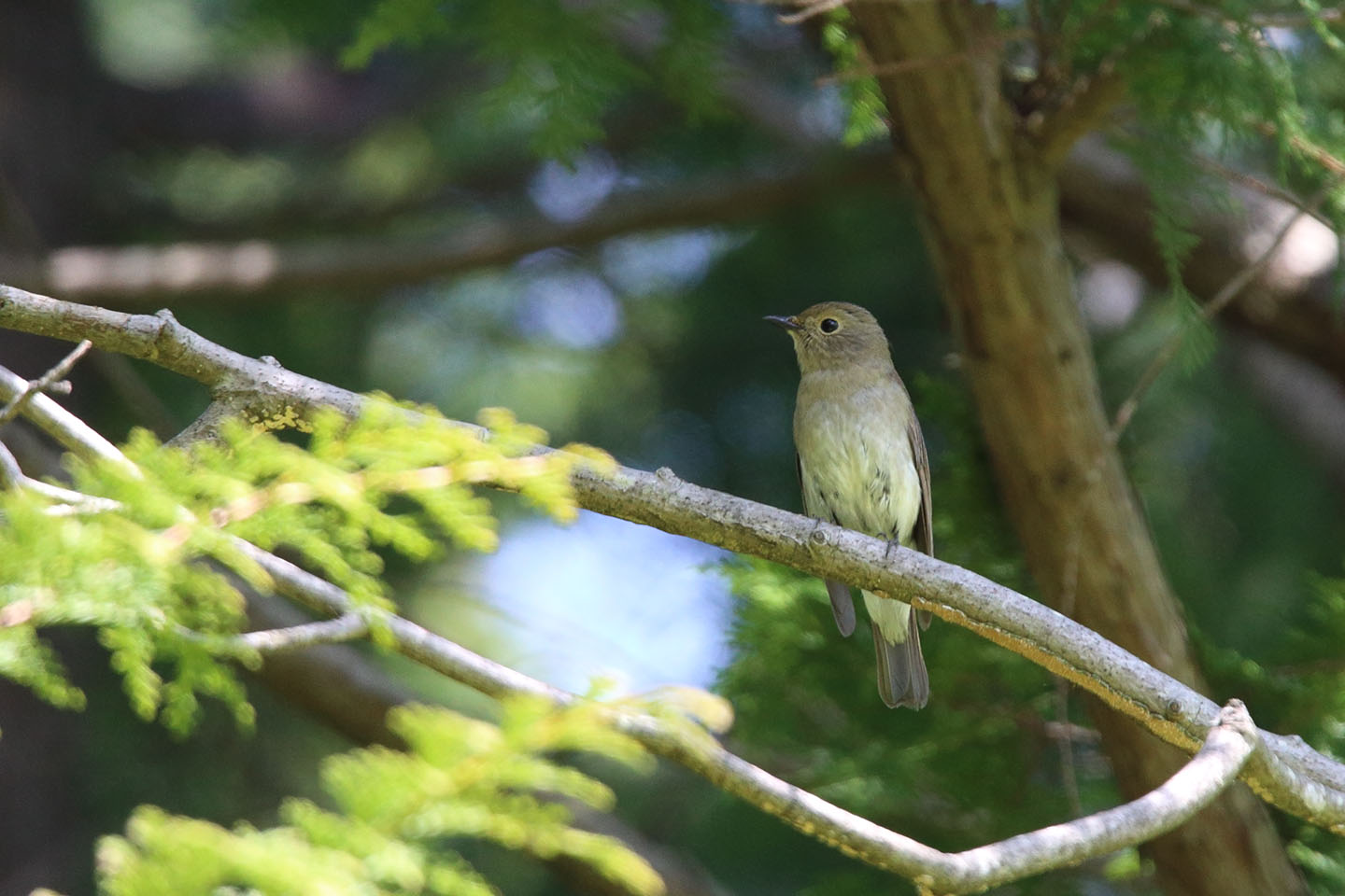 Canon EOS 6D + TAMRON SP 150-600mm F/5-6.3 Di VC USD (A011)