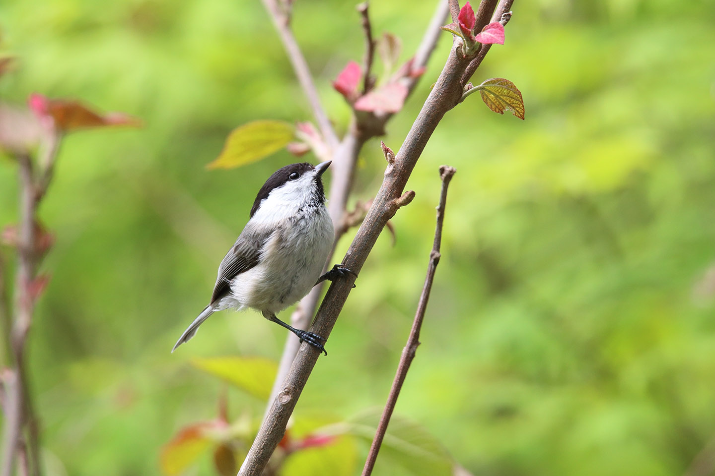 Canon EOS 6D + TAMRON SP 150-600mm F/5-6.3 Di VC USD (A011)