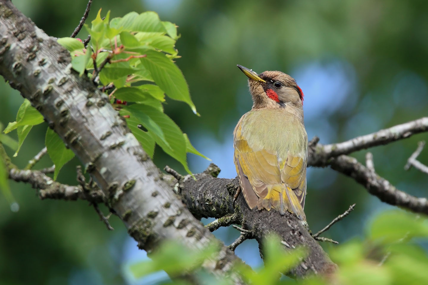 Canon EOS 6D + TAMRON SP 150-600mm F/5-6.3 Di VC USD (A011)