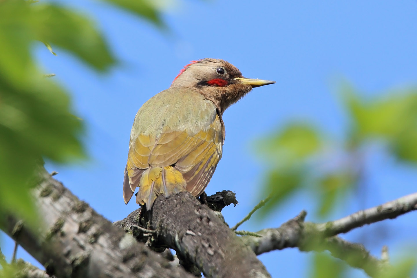 Canon EOS 6D + TAMRON SP 150-600mm F/5-6.3 Di VC USD (A011)