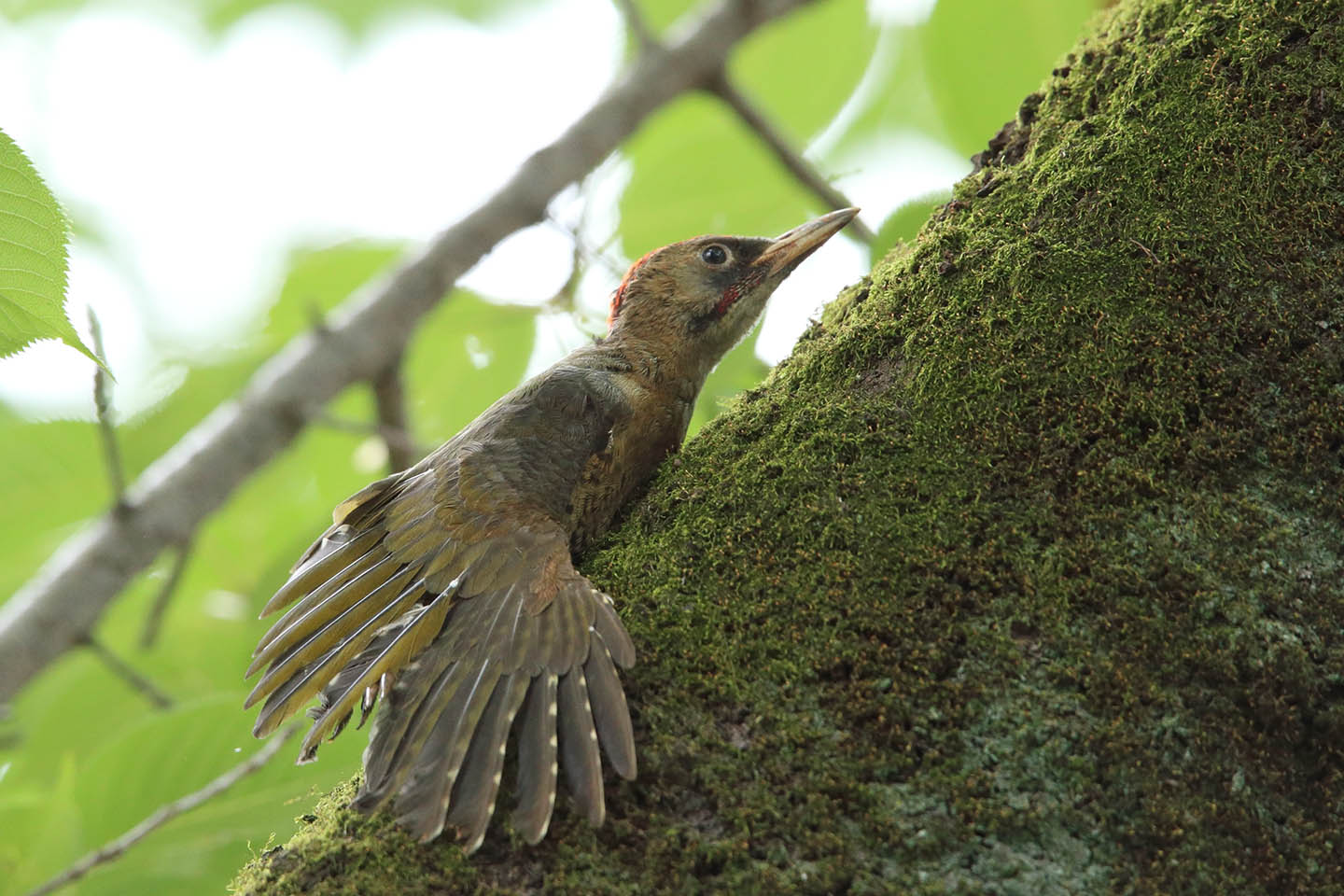 Canon EOS 6D + TAMRON SP 150-600mm F/5-6.3 Di VC USD (A011)