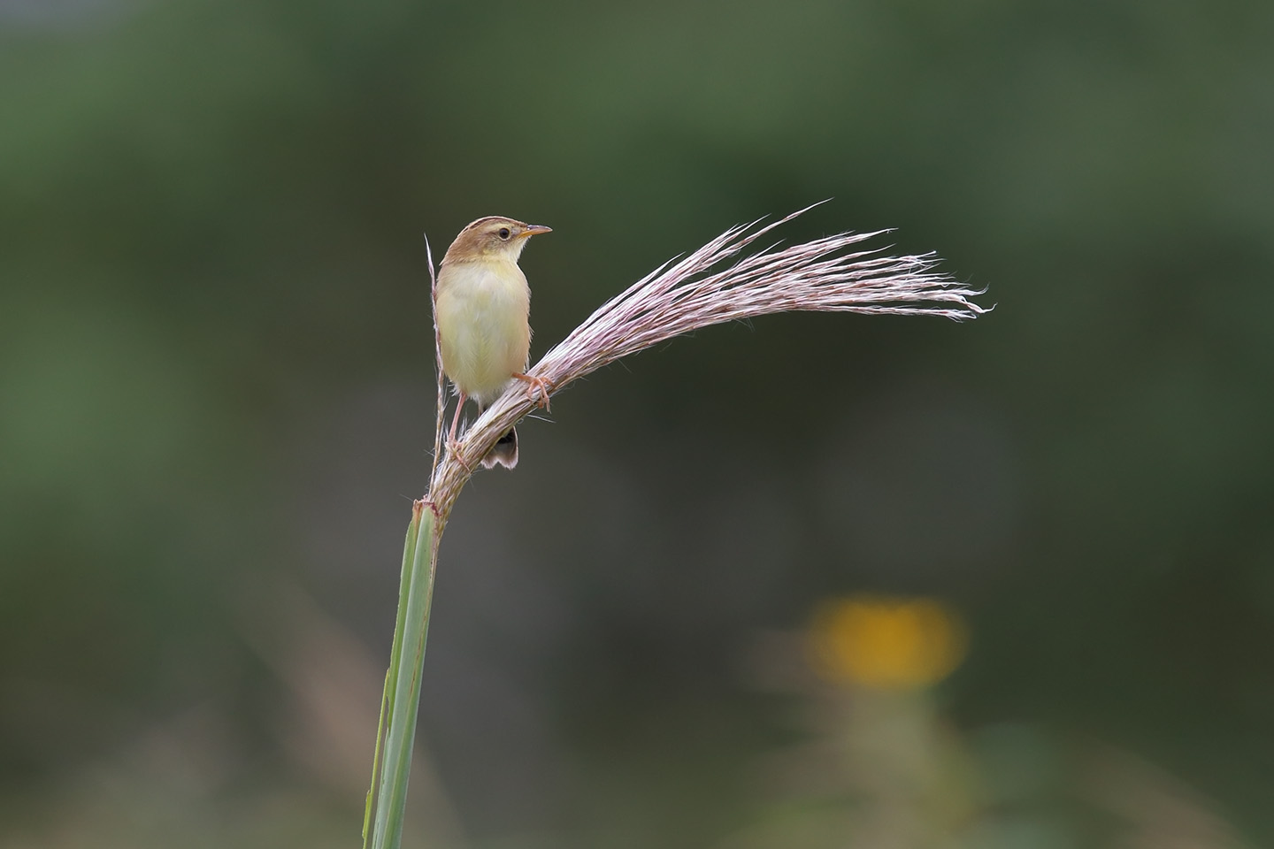 Canon EOS 6D + TAMRON SP 150-600mm F/5-6.3 Di VC USD (A011)