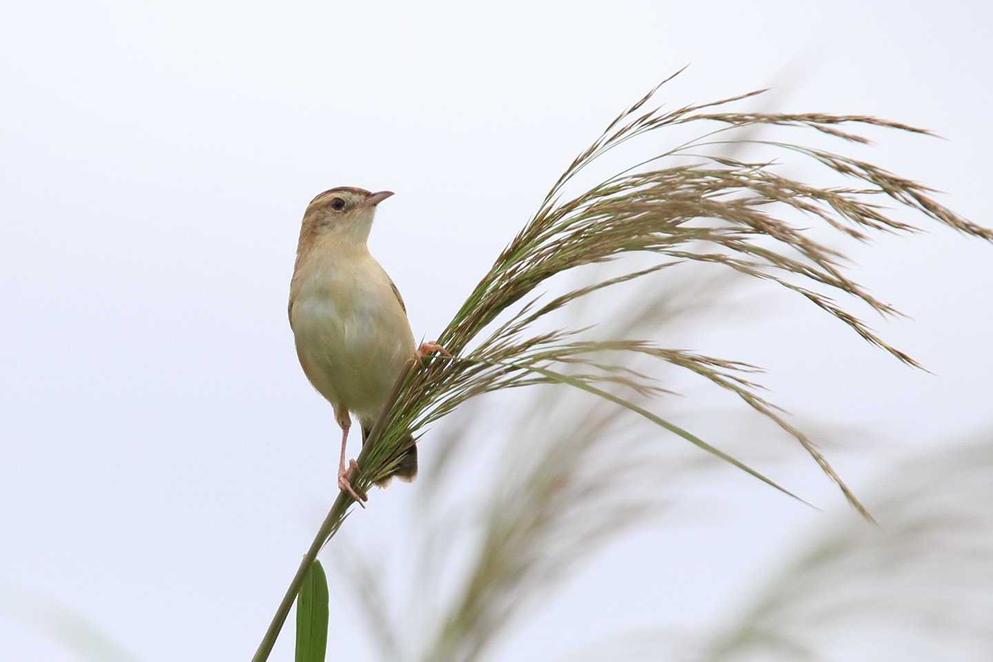 Canon EOS 6D + TAMRON SP 150-600mm F/5-6.3 Di VC USD (A011)