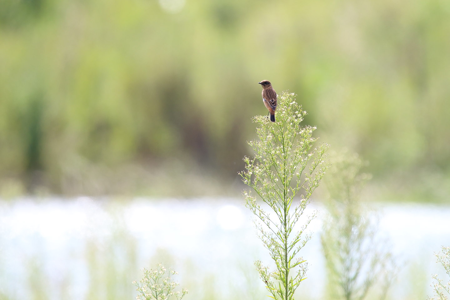 Canon EOS 6D + TAMRON SP 150-600mm F/5-6.3 Di VC USD (A011)