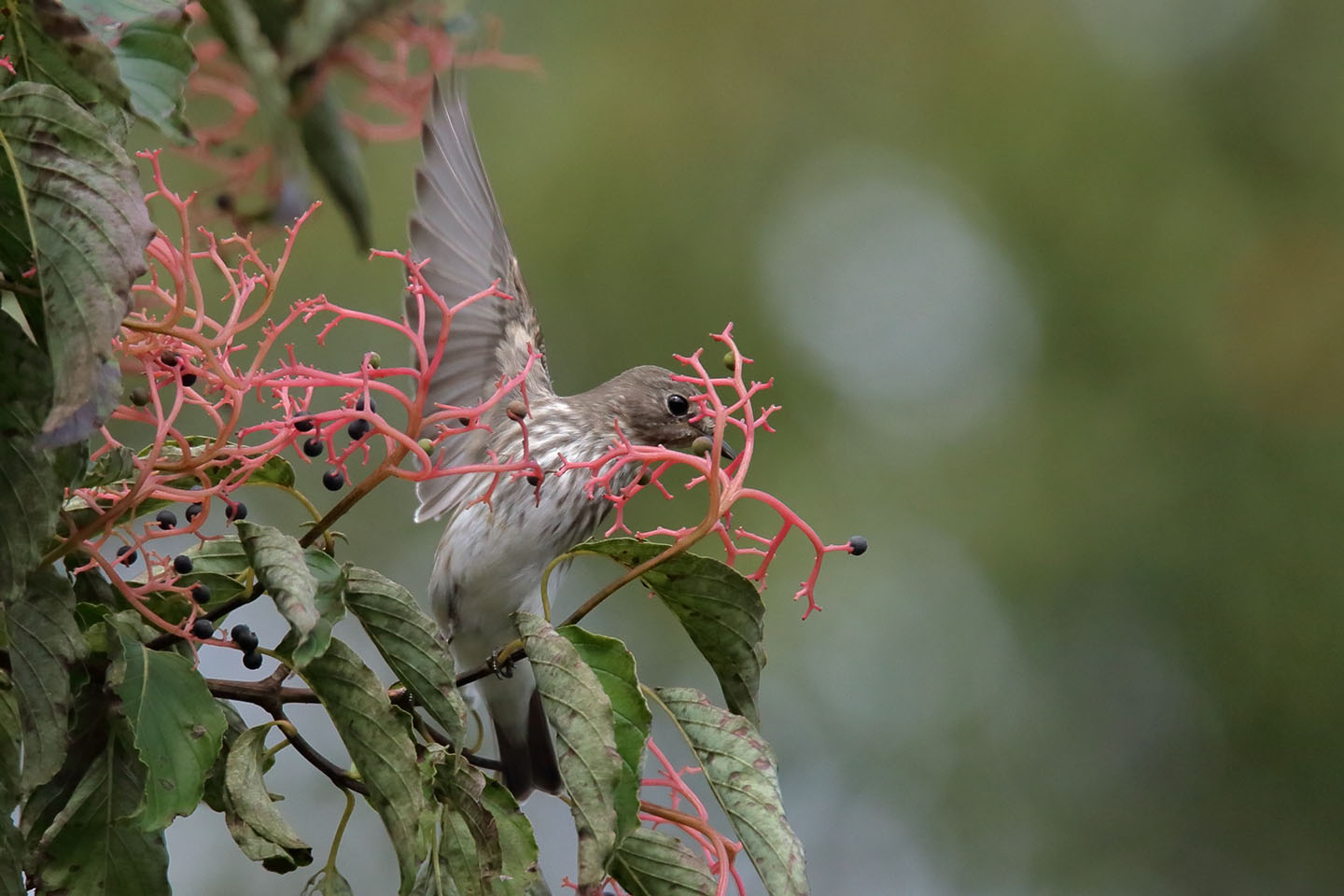 Canon EOS 6D + TAMRON SP 150-600mm F/5-6.3 Di VC USD (A011)