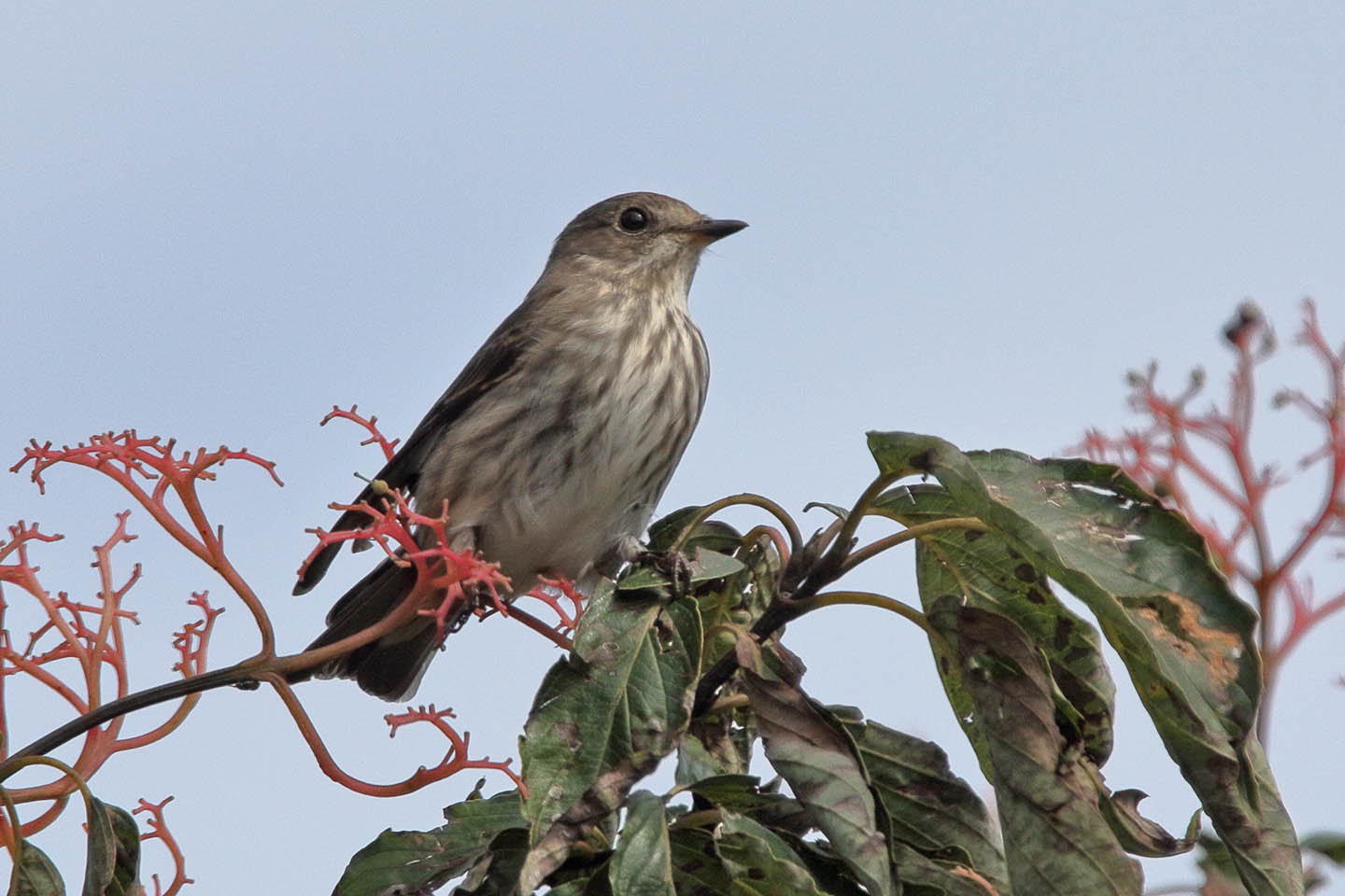 Canon EOS 60D + TAMRON SP 150-600mm F/5-6.3 Di VC USD (A011)