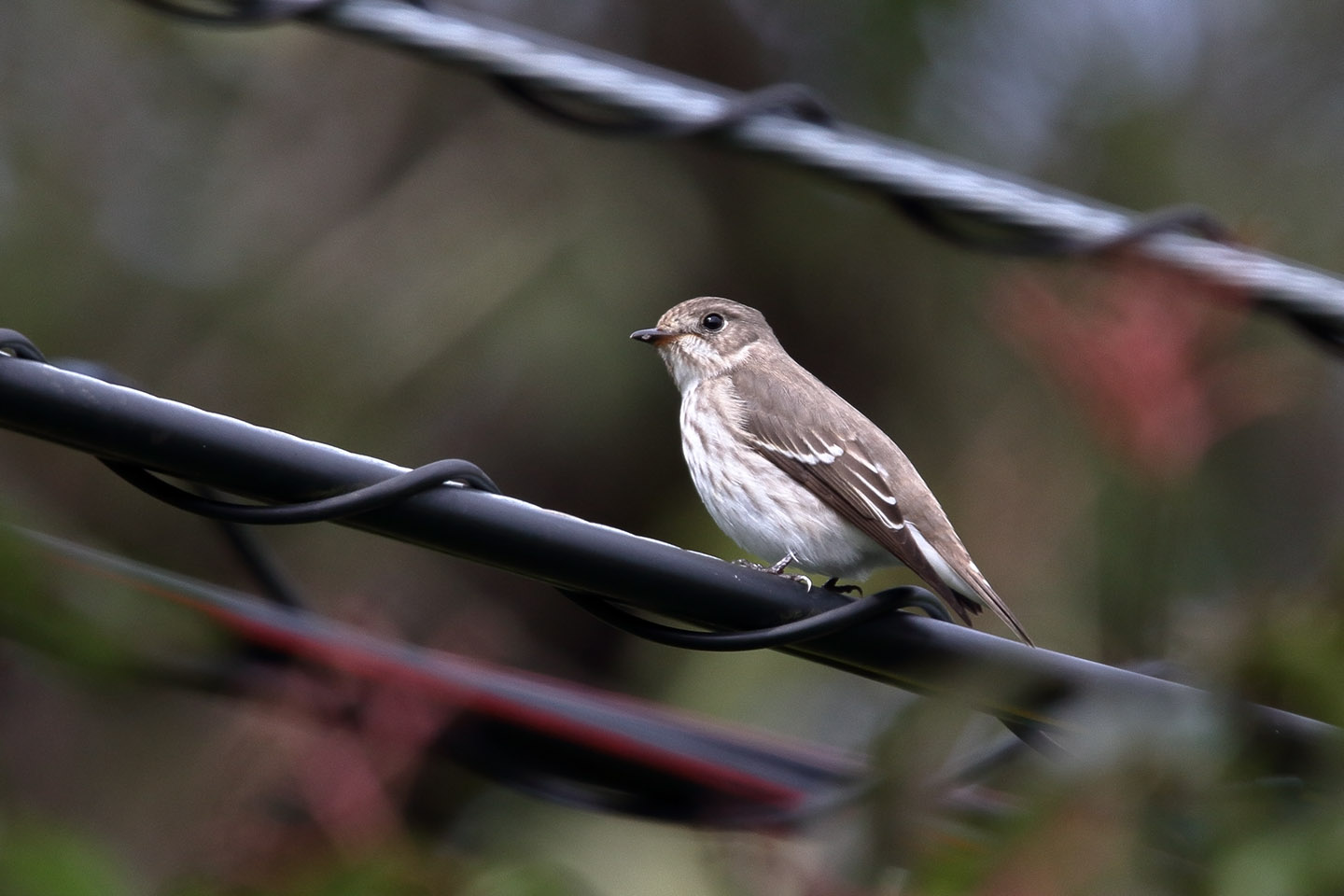 Canon EOS 60D + TAMRON SP 150-600mm F/5-6.3 Di VC USD (A011)