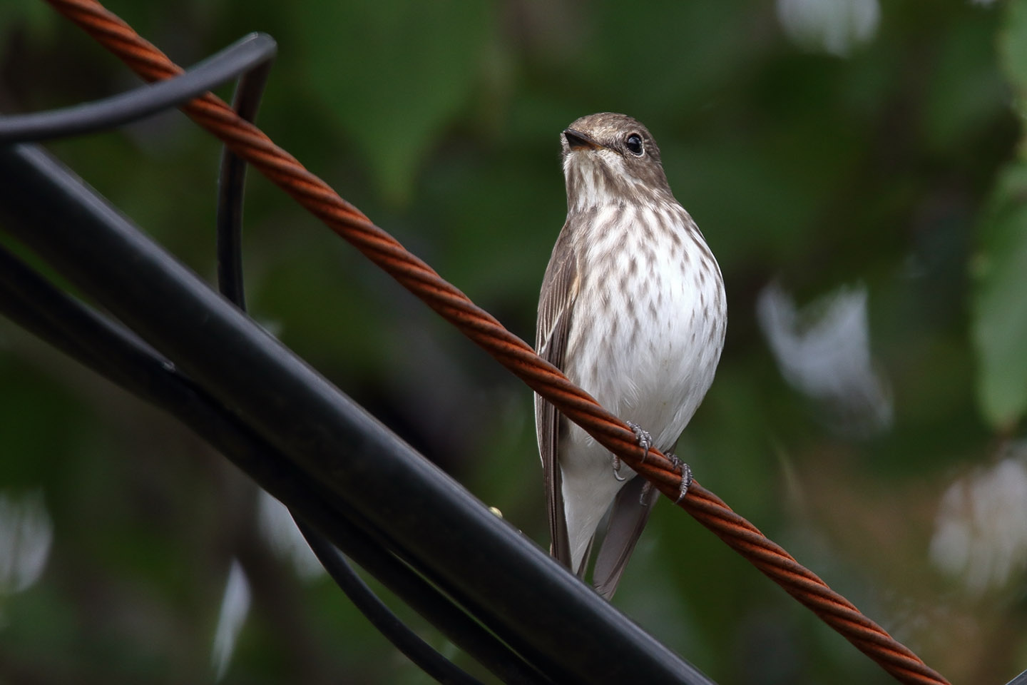 Canon EOS 60D + TAMRON SP 150-600mm F/5-6.3 Di VC USD (A011)