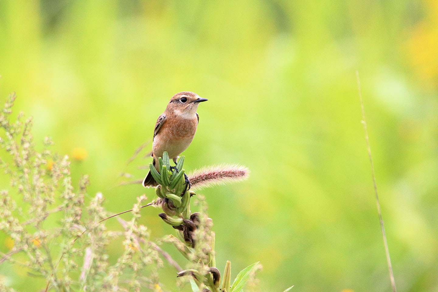 Canon EOS 6D + TAMRON SP 150-600mm F/5-6.3 Di VC USD (A011)