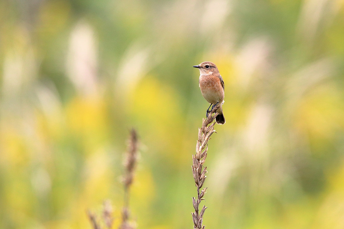 Canon EOS 6D + TAMRON SP 150-600mm F/5-6.3 Di VC USD (A011)